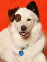 voice of Stan the Dog