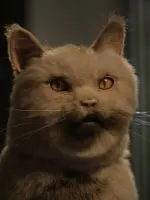 Dizzy the Cat